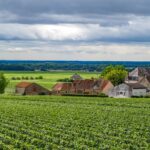 Sur la route des vins : voyage gourmand en Bourgogne