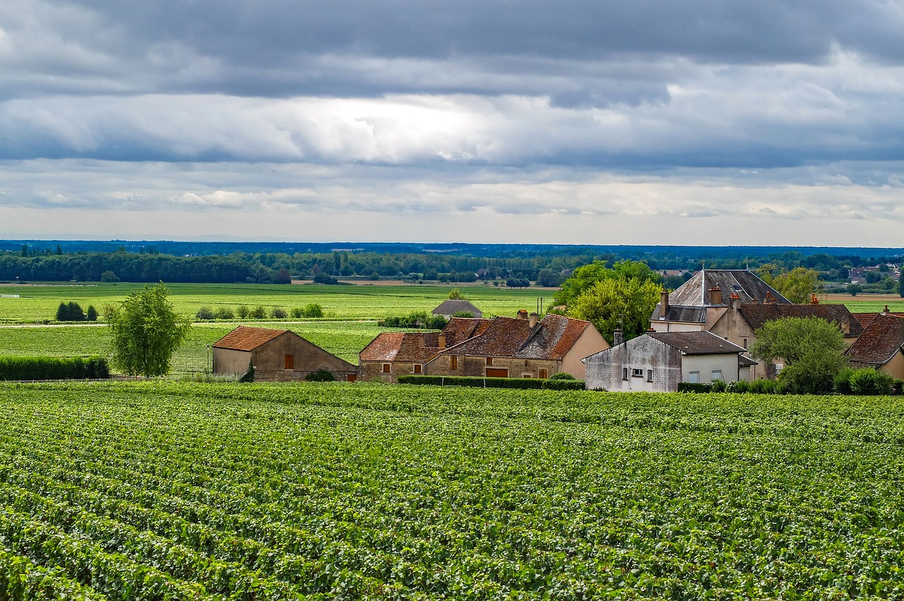 Sur la route des vins : voyage gourmand en Bourgogne